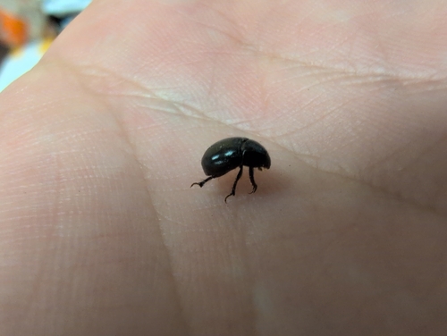 Illiger's Scavenger Scarab