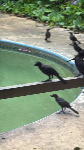 Common Grackle