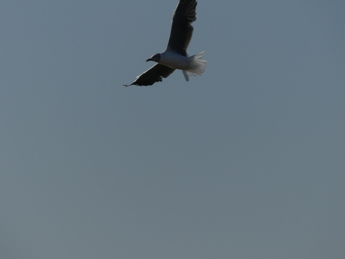 iNaturalist image