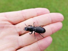 Mecodema spiniferum