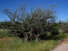 Sesamothamnus lugardii