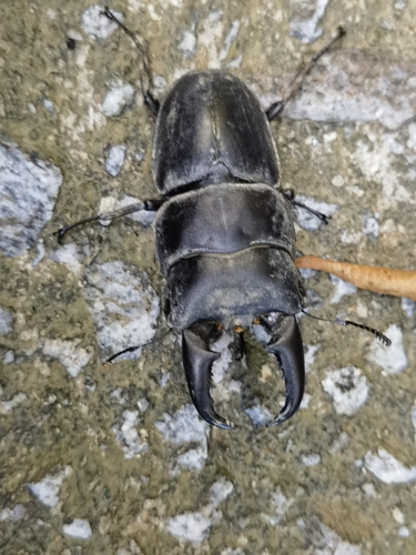 Serrognathus titanus platymelus