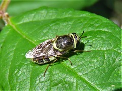 Psellidotus hieroglyphicus