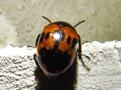 Diaperis nigronotata