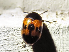 Diaperis nigronotata