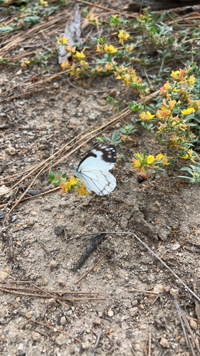 iNaturalist observation photo of Pine White
