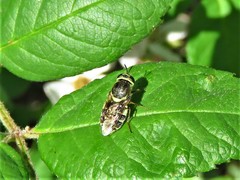 Psellidotus hieroglyphicus