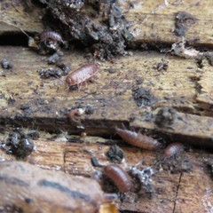 Trichoniscus pusillus