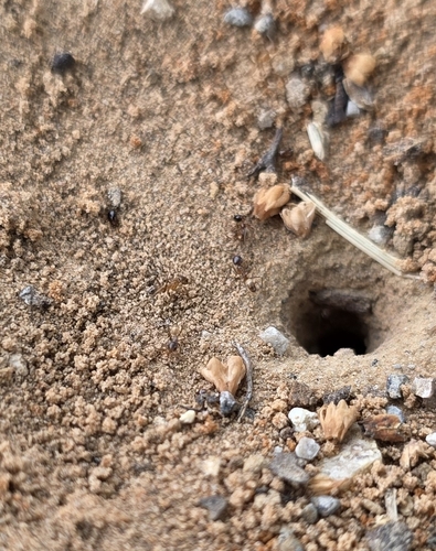 Yellow Pyramid Ant
