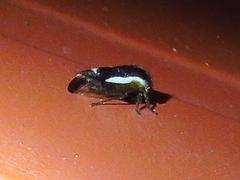 Ophiderma flavicephala