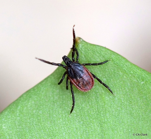 Western Black-legged Tick
