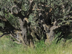 Sesamothamnus lugardii