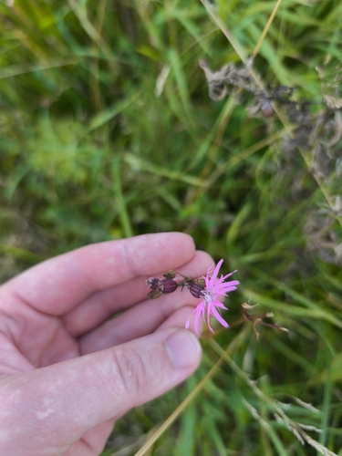ragged-robin
