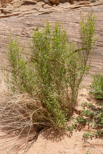 Baccharis salicina