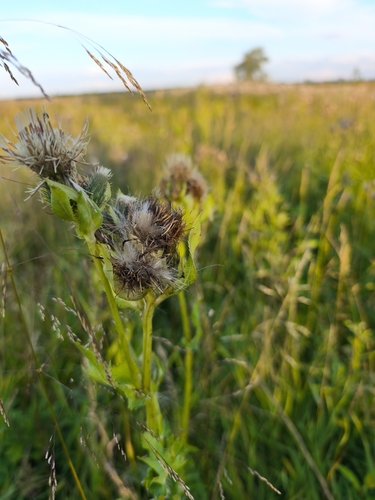 Cabbage Thistle