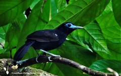 Gymnocichla nudiceps