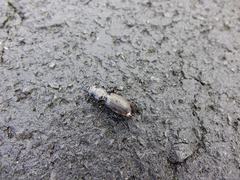Mecodema spiniferum