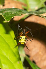Micrathena kirbyi