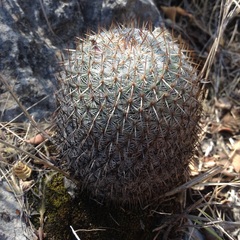 Mammillaria haageana haageana