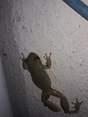 Scinax nasicus