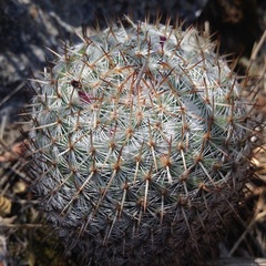Mammillaria haageana haageana