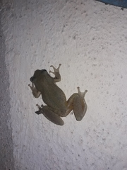 Scinax nasicus