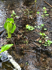 Caltha palustris palustris