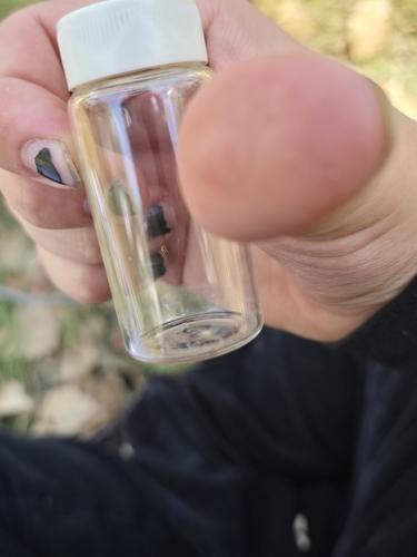 Small Pied Lady Beetles