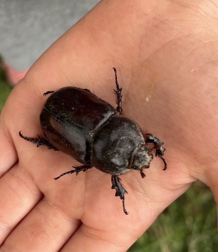 European Rhinoceros Beetle