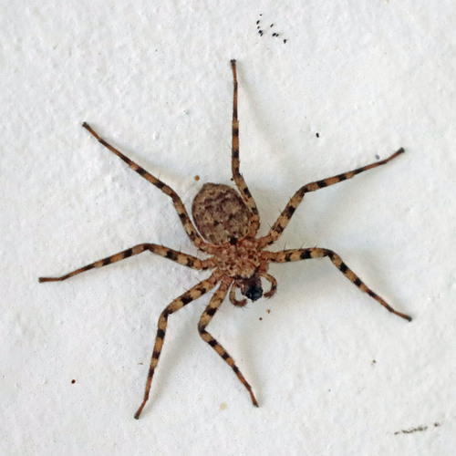 Selenops actophilus