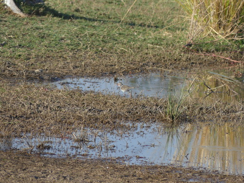 iNaturalist image