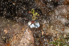 Aglaoctenus castaneus