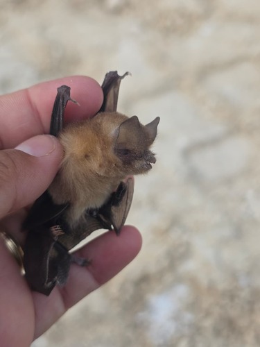 Mexican Funnel-eared Bat