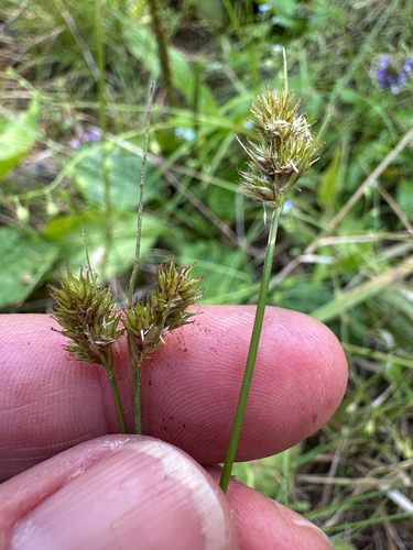 Carex athrostachya observed 2026-07-24