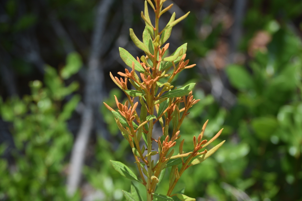 Lyonia ferruginea; photograph (c) William Harmon, some rights reserved (CC BY)