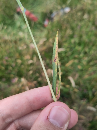 Jamesdicksonia dactylidis