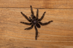 Avicularia purpurea