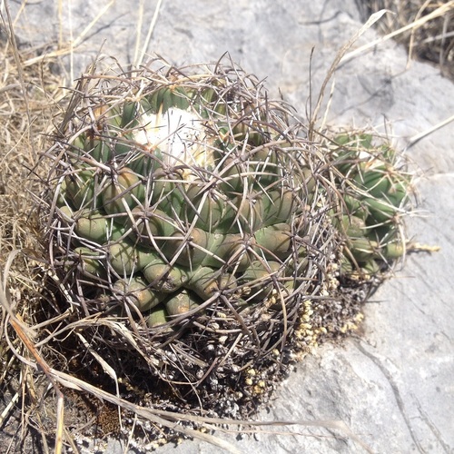 Coryphantha elephantidens