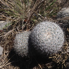Mammillaria haageana haageana