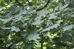 Turkestan Maple (Acer turkestanicum)