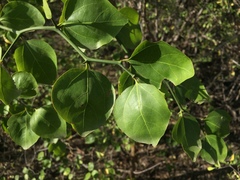 Sarcomphalus amole