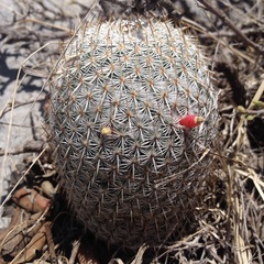 Mammillaria haageana haageana