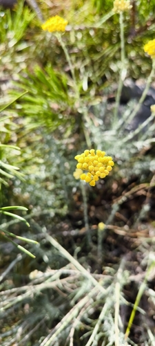 curry plant