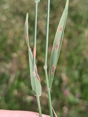 Holcus mollis, photograph (c) Jake Dalzell, some rights reserved (CC BY)