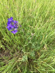 Delphinium variegatum