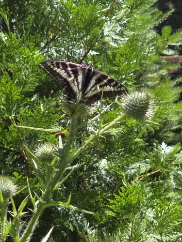 iNaturalist observation photo of Common Swallowtails