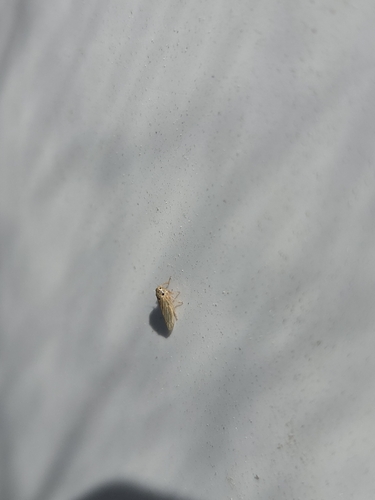 iNaturalist observation photo of Typical Leafhoppers