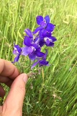 Delphinium variegatum