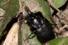 Licinus depressus
