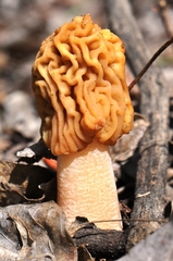 Verpa bohemica